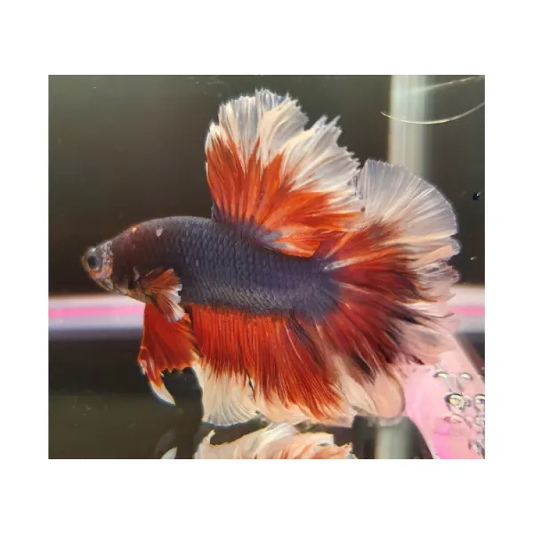 Betta splendens Halfmoon Butterfly Mascul