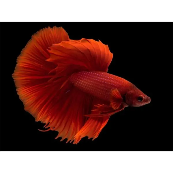 Betta splendens Halfmoon Dragon MIX Mascul