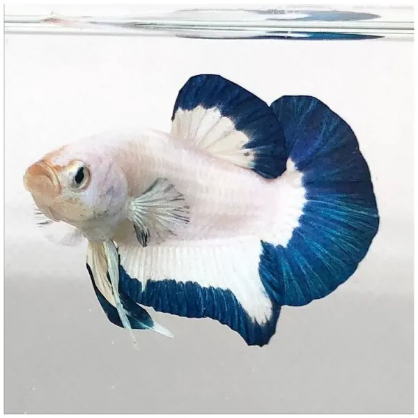 Betta splendens Plakat Blue Rim XL Mascul