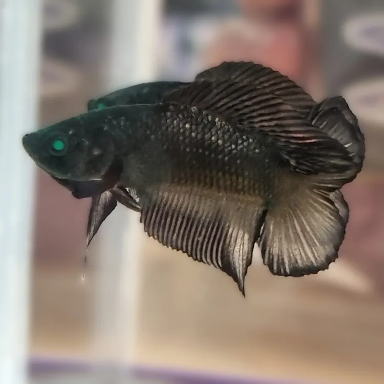 Betta splendens Plakat Doubletail Green Eye Hulk Mascul