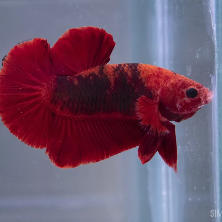 Betta splendens Plakat Hellboy Red XL Mascul
