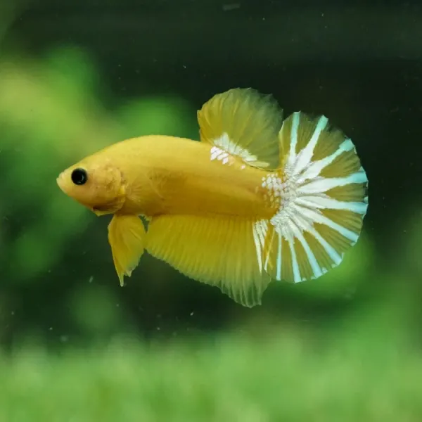 Betta splendens Plakat Hellboy Yellow XL Mascul