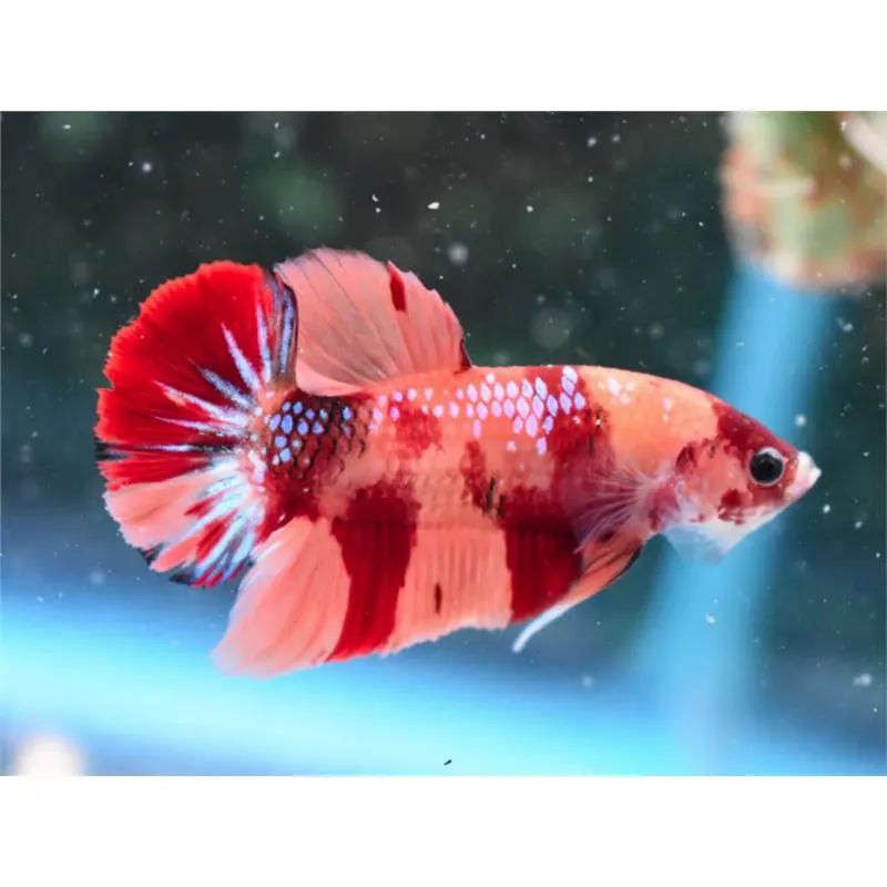 Betta splendens Plakat Koi L Mascul