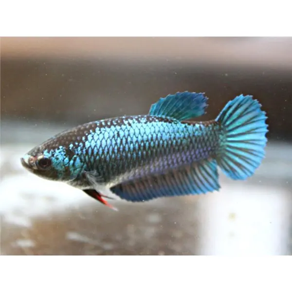 Betta splendens Plakat MIX Femela