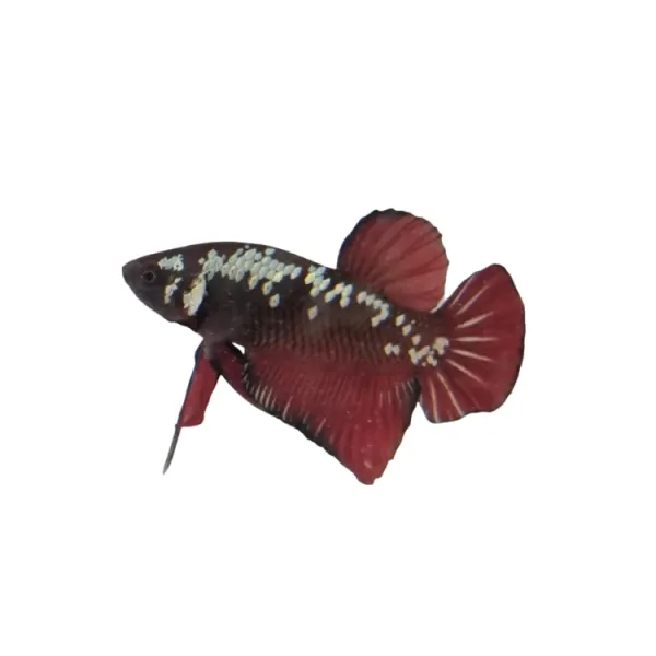 Betta splendens Samurai Red Mascul