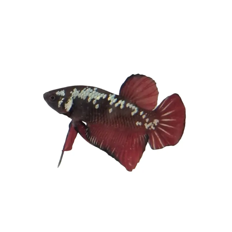 Betta splendens Samurai Red Mascul