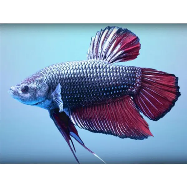 Betta splendens Short Fin Mascul