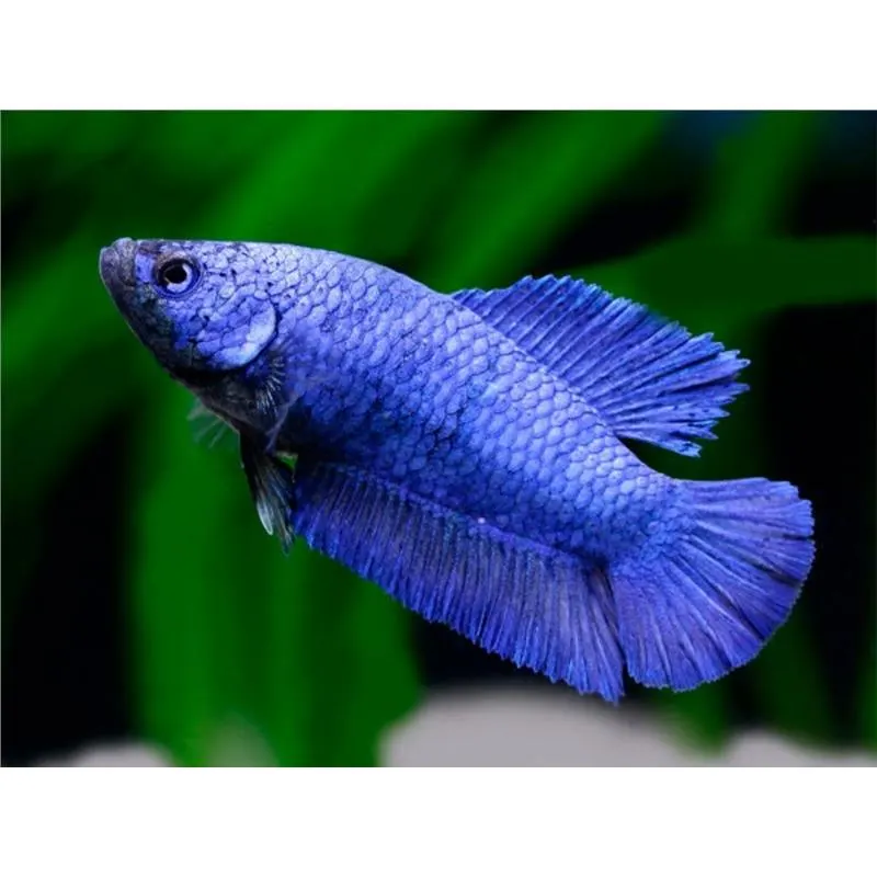 Betta splendens Super Delta Tail MIX Femela