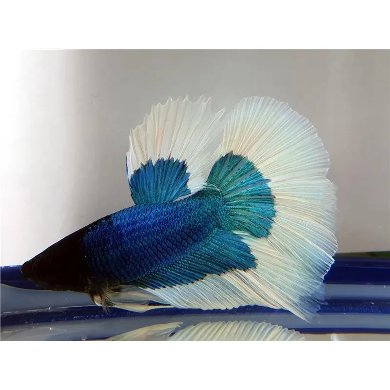 Betta splendens Superdelta Butterfly XL Mascul