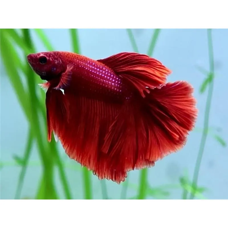 Betta splendens SuperDelta Red Mascul