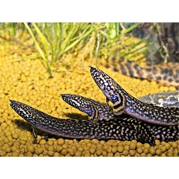 Bichirul ornat (Polypterus Ornatipinnis)
