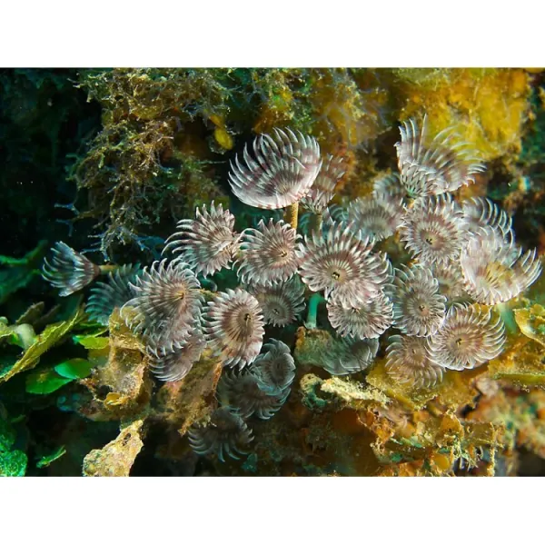 Bispira brunnea M