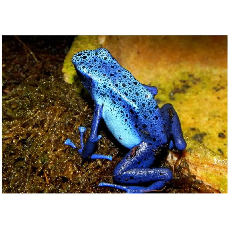 Broasca albastra Dendrobates azureus (Poison arrow frog)