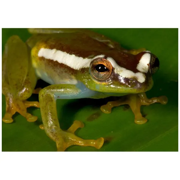 Broasca arboricola Hyperolius sp.