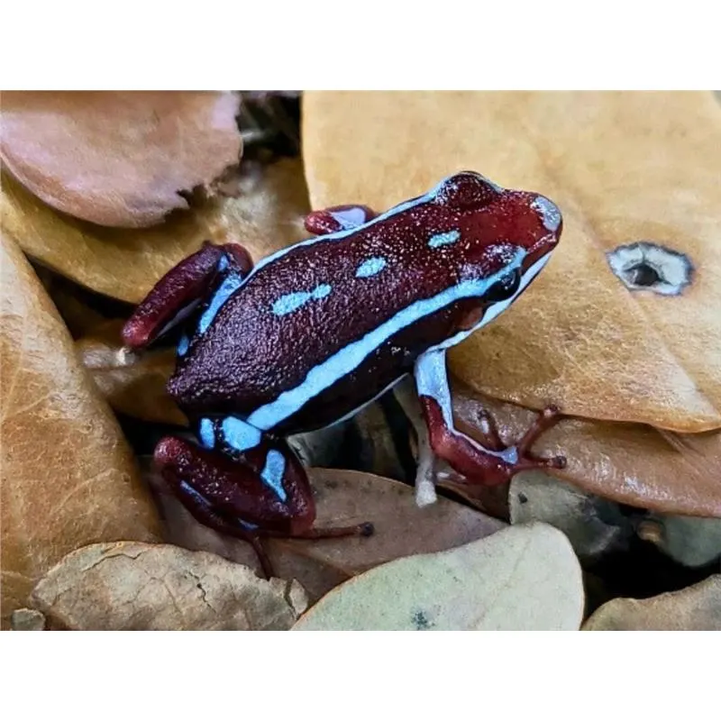 Broasca Dendrobates anthnoyi Rio Saladillo (Poison Dart Frog)