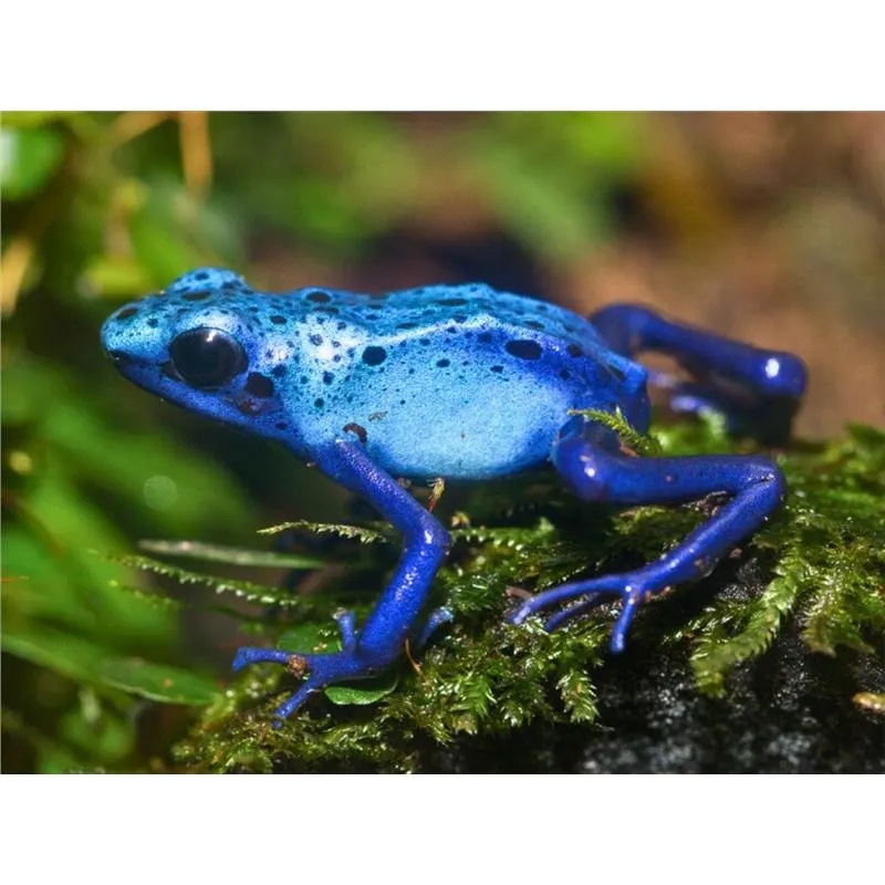 Broasca Dendrobates tinctorius Azureus (Poison Dart Frog)
