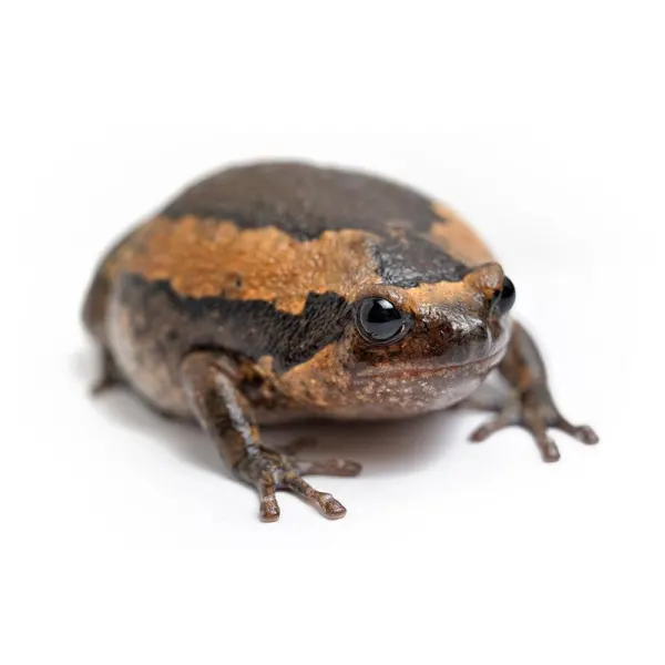 Broasca Kaloula pulchra 'Asian Bull Frog'