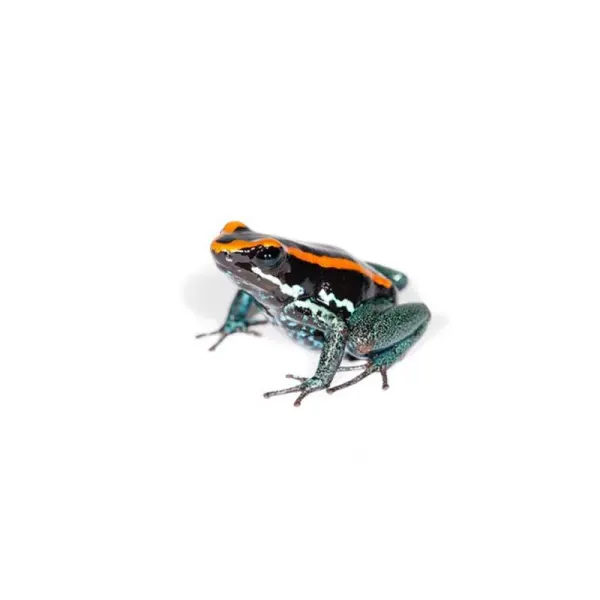 Broasca Phyllobates vittatus (Golfoduclean poison Frog)