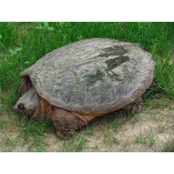Broasca testoasa Chelydra serpentina