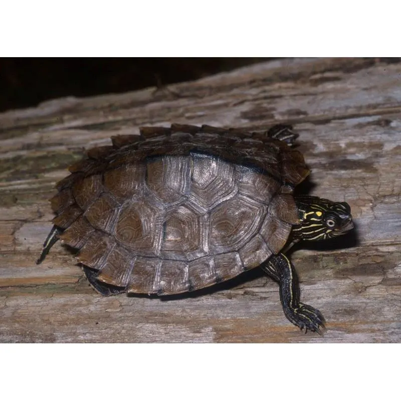 Broasca testoasa Graptemys ouachitensis 'Ouachita Map Turtle'