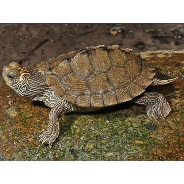 Broasca testoasa Graptemys pseudogeographica (False map turtle)