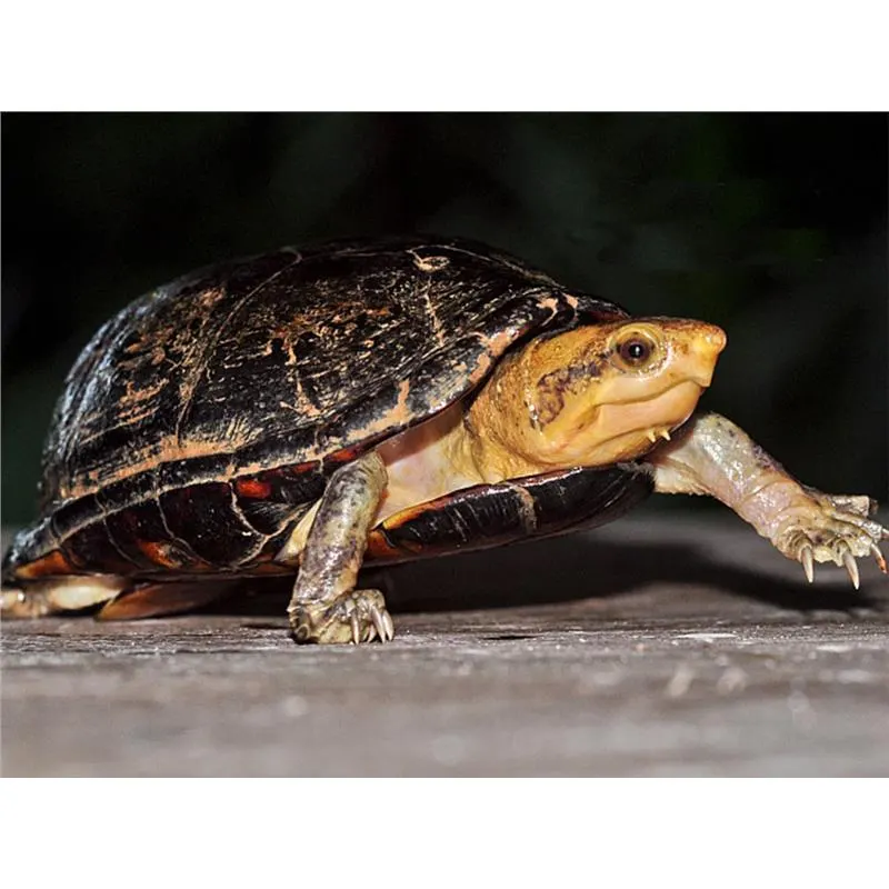 Broasca testoasa Kinosternon leucostomum