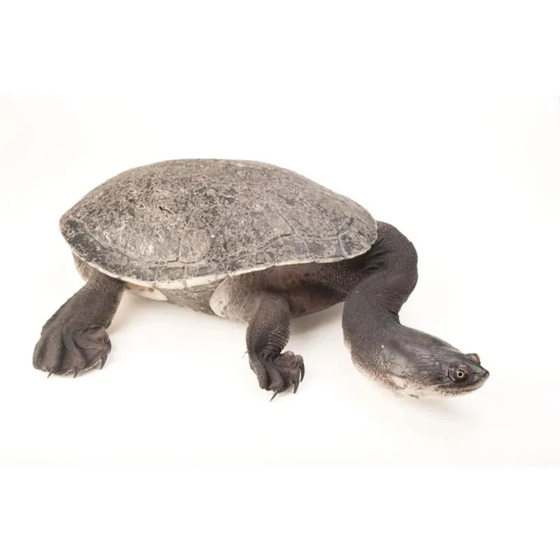 Broasca testoasa Macrochelodina rugosa