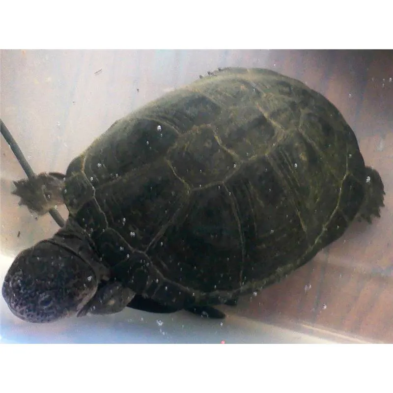 Broasca testoasa Pelusios castaneus