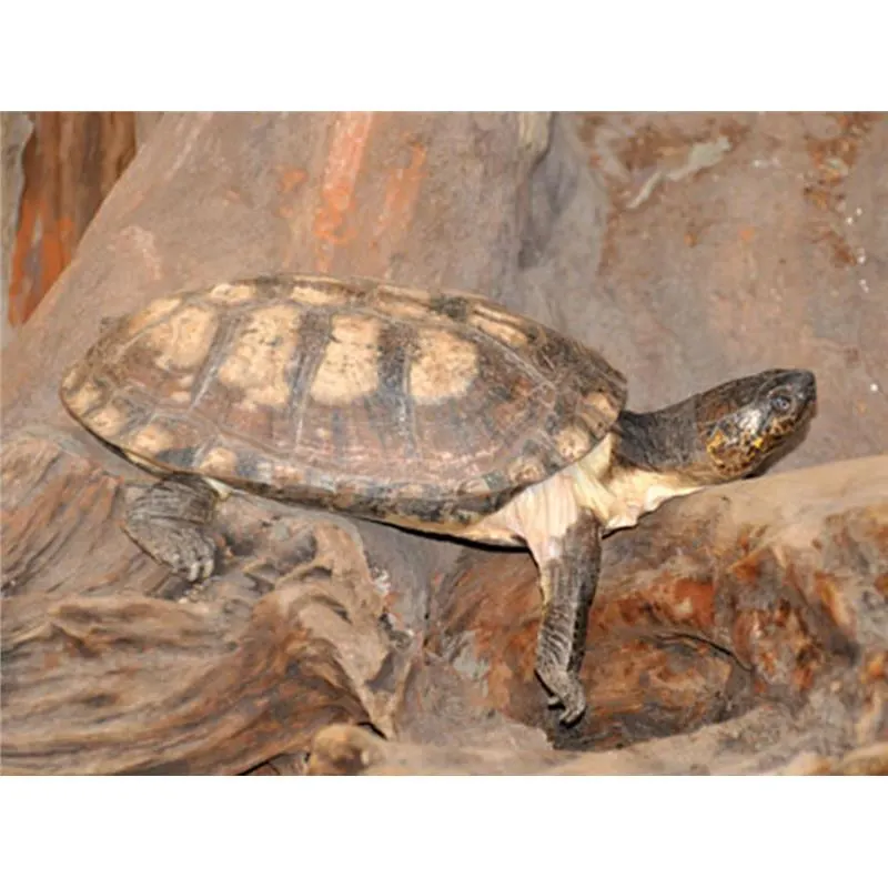 Broasca testoasa Pelusios niger