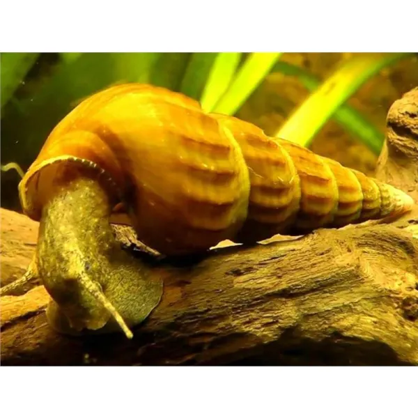 Brotia herculea