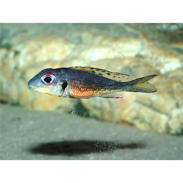Callochromis melanostigma