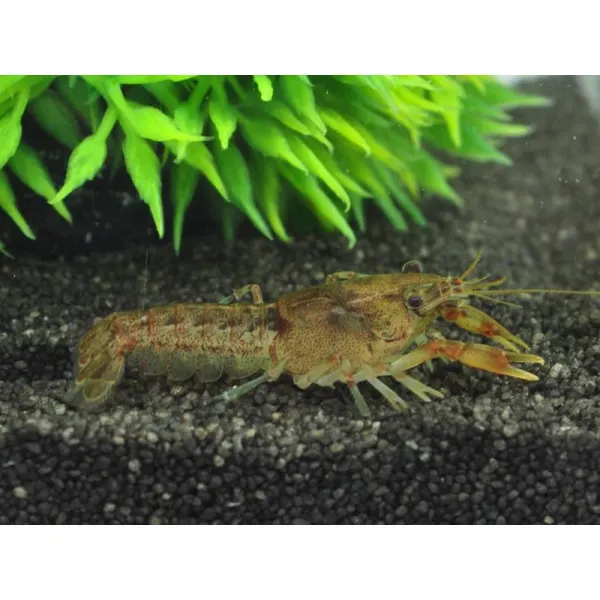 Cambarellus patzcuarensis schoko (Dwarf Orange Cray)