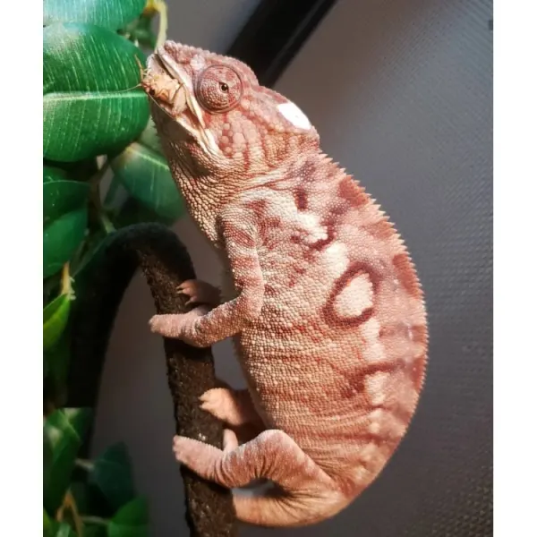 Cameleon Pantera Furcifer pardalis Ambilobe adult