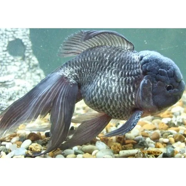 Carassius auratus blue oranda l.f.