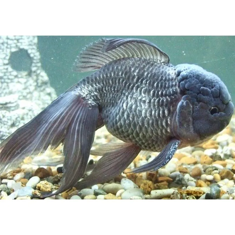 Carassius auratus blue oranda l.f.