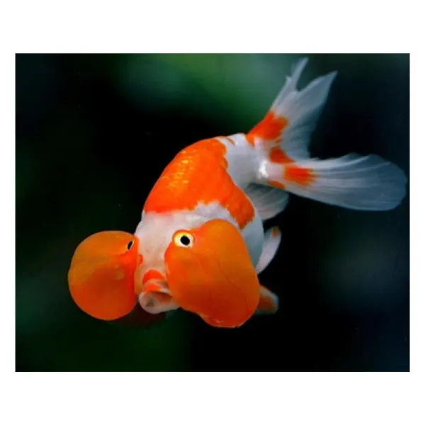 Carassius auratus bubble eye red white