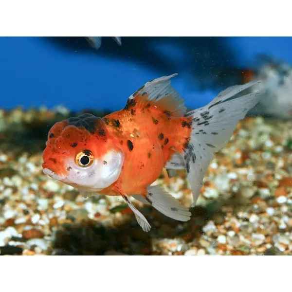 Carassius auratus l.f. calico oranda