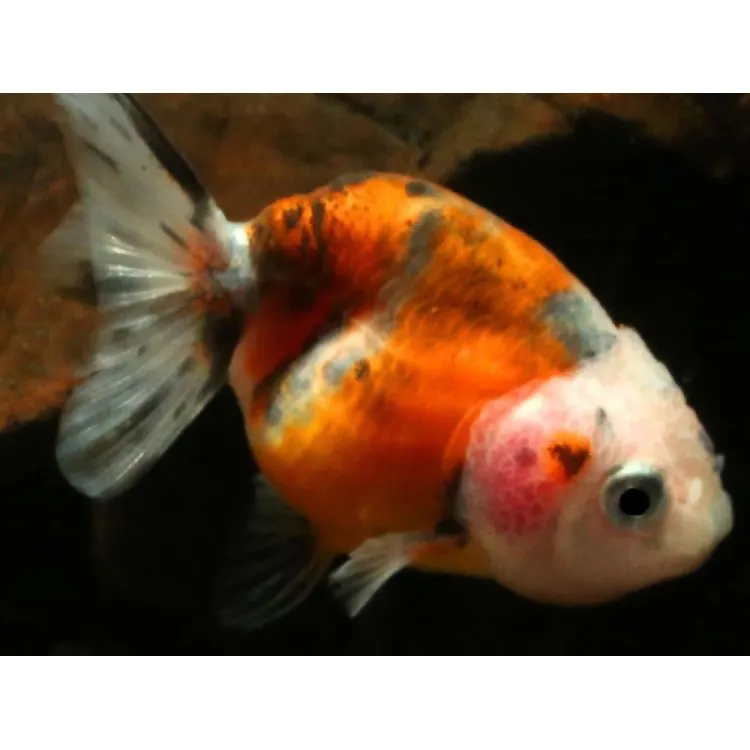 Carassius auratus l.f. calico ranchu
