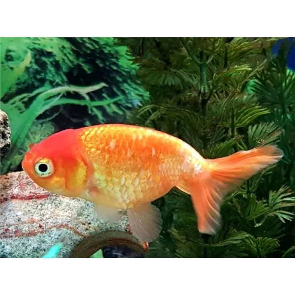 Carassius auratus l.f. / ranchu mix