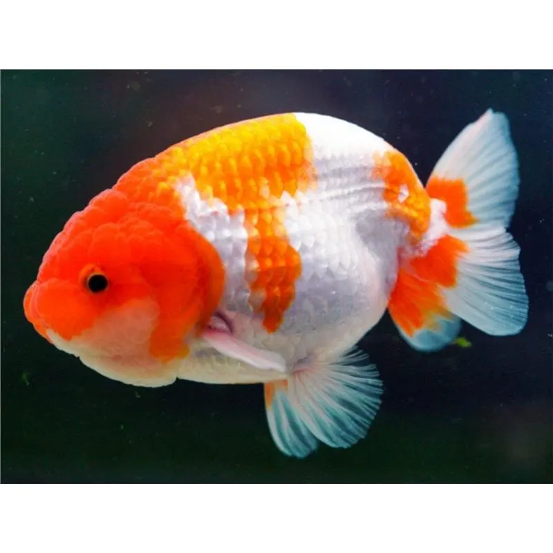 Carassius auratus l.f. / red &amp; white ranchu