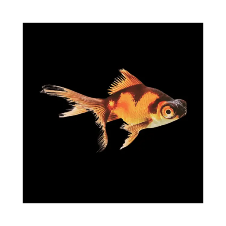 Carassius auratus l.f. red black butterfly 5 - 6 cm