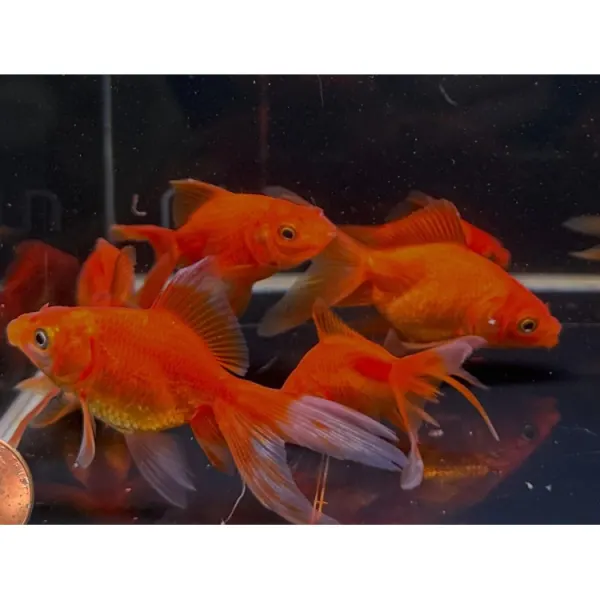 Carassius auratus l.f. red ryukin