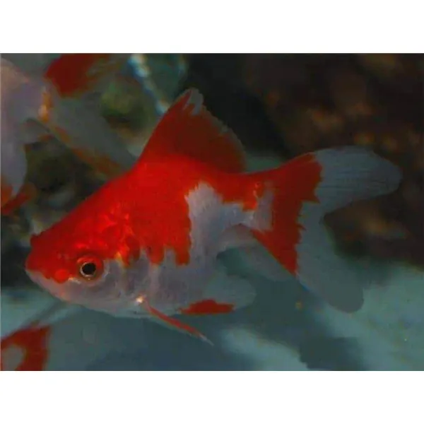 Carassius auratus l.f. red white ryukin