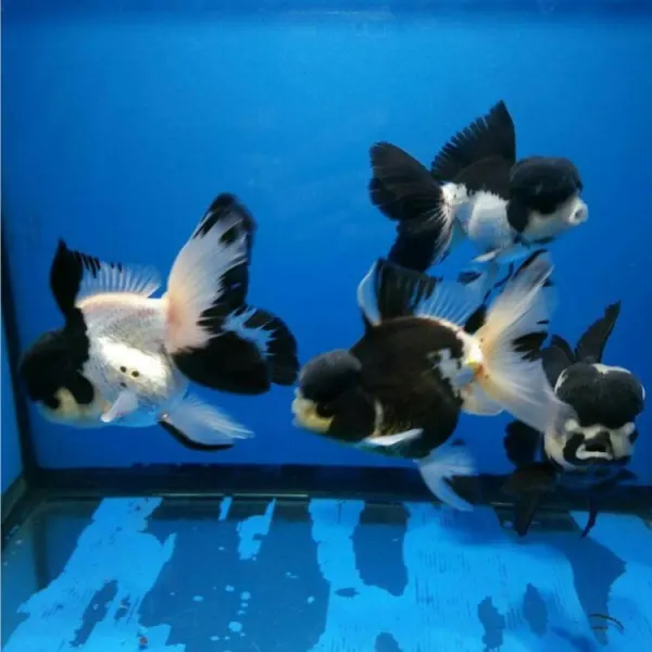 Carassius auratus l.f. thai oranda black/white