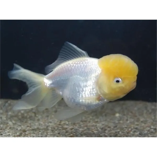Carassius auratus L.F. Yellow cap white oranda