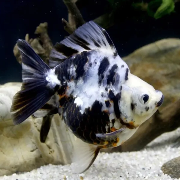 Carassius auratus long fin ryukin short tail mix