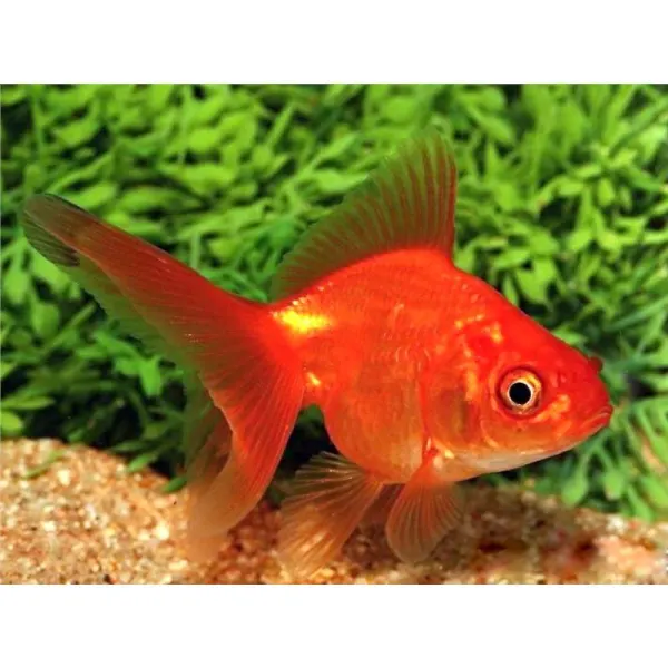 Carassius auratus Ryukin Red Short tail