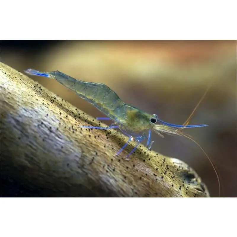 Caridina caerulea blue leg poso