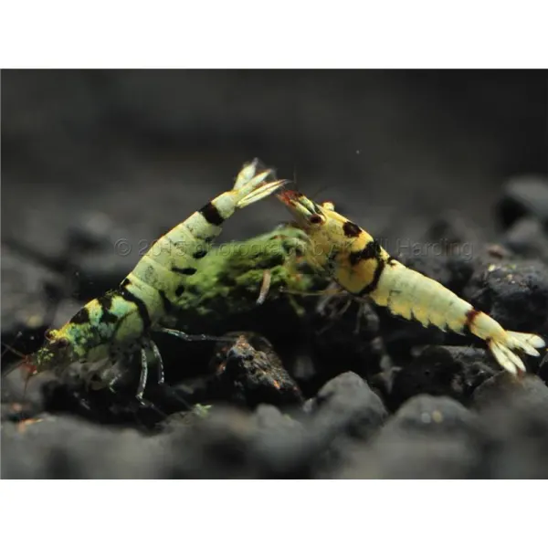 Caridina fancy tiger pinto hybrid