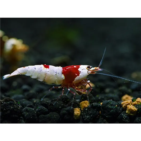 Caridina Hinomaru crystal red